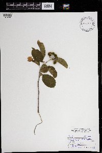Celastrus scandens image