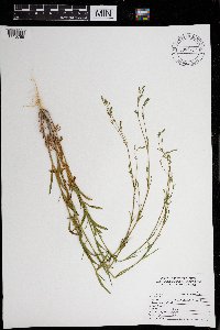 Silene antirrhina image