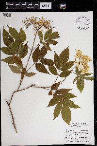 Sambucus nigra image