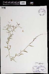 Campanula aparinoides image