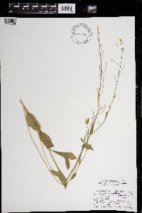 Cardamine bulbosa image