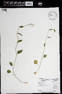 Cardamine bulbosa image