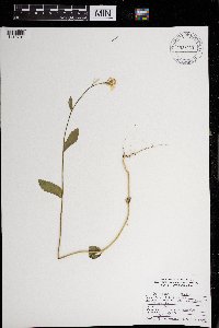 Sinapis arvensis image