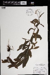 Myosotis scorpioides image