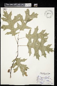 Thumbnail image of current specimen