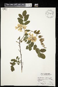 Robinia pseudoacacia image