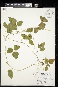 Amphicarpaea bracteata image