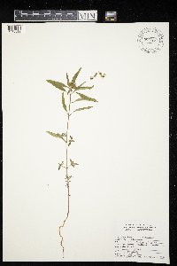 Euphorbia davidii image