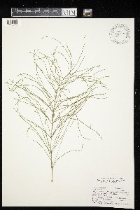 Equisetum arvense image