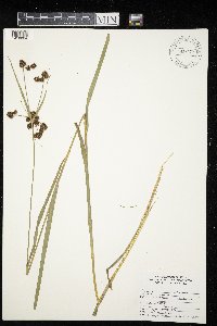 Scirpus atrovirens image