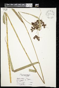 Scirpus atrovirens image
