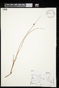 Schoenoplectus americanus image