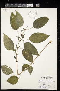 Image Associated With the Occurrence