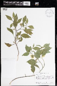 Physalis virginiana image