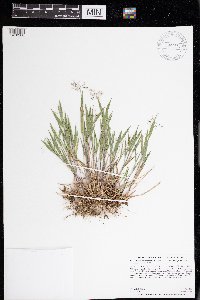 Dichanthelium subvillosum image