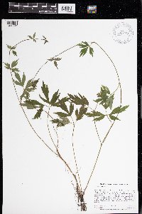 Ranunculus hispidus image