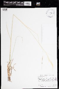thumbnail image of current specimen