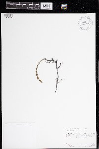 Equisetum pratense image