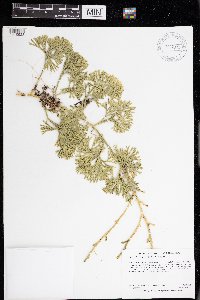 Diphasiastrum digitatum image