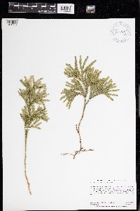 Dendrolycopodium obscurum image