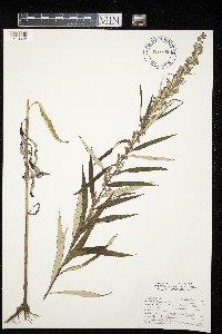 Artemisia serrata image
