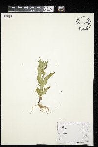 Image Associated With the Occurrence