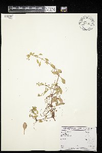 Thumbnail image of current specimen