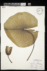 Image Associated With the Occurrence