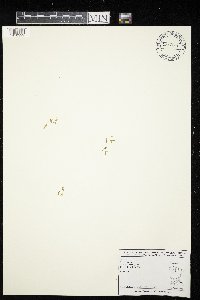 Lemna trisulca image