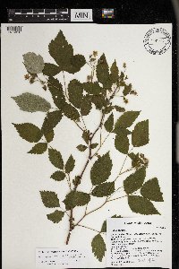 Media resource of Rubus idaeus