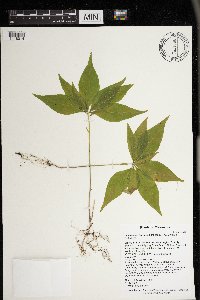 Lysimachia borealis image