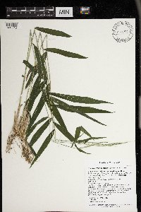 Brachyelytrum erectum image