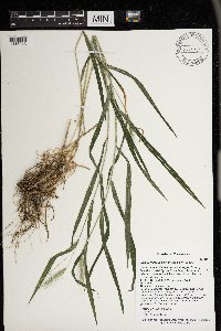 Elymus villosus image