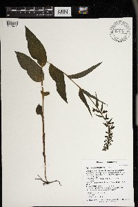 Epipactis helleborine image
