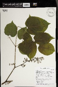 Aralia racemosa image