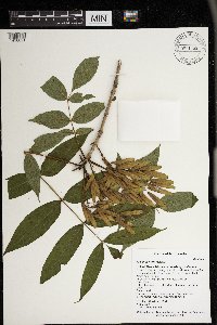 Fraxinus nigra image