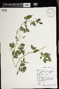 Solanum dulcamara image