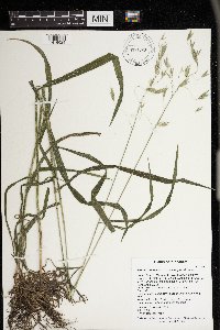 Bromus pubescens image