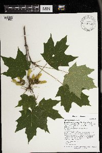 Acer saccharum image