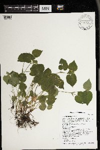 Viola labradorica image