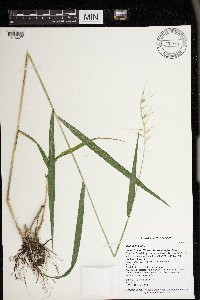 Elymus hystrix image