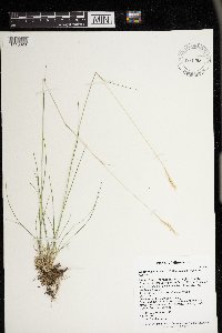 Danthonia spicata image