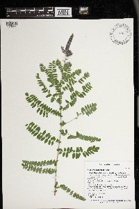 Amorpha canescens image