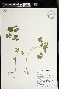 Oxalis stricta image