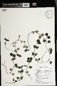 Mitchella repens image