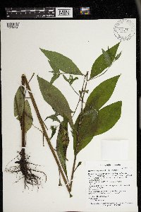 Hackelia virginiana image