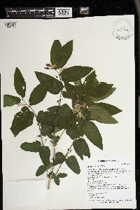 Lonicera x bella image