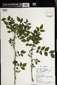Zanthoxylum americanum image