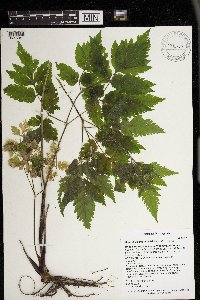 Osmorhiza claytonii image