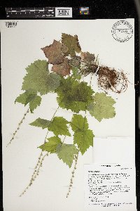 Mitella diphylla image